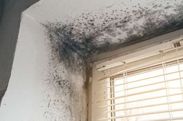 Affordable Commercial Mold Remediation solutions in Newaygo, MI