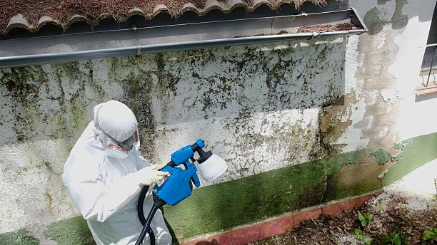 Top rated local Commercial Mold Remediation specialists in Newaygo, MI